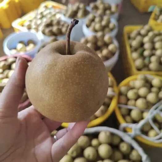 桂林【一件代发】黄花梨电商货！对接多多抖音快手团购，某宝！电商货