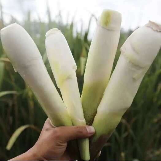 沭阳县茭白种苗 茭白苗子 茭白苗早熟高瓜苗高笋苗 三季茭白苗四季