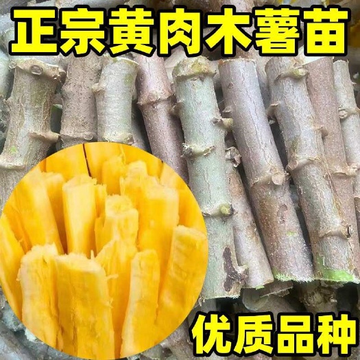 北流市黄肉木薯种苗鸡蛋木薯黄心木薯华南9号木薯苗种子
