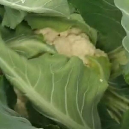 金堂县白花菜