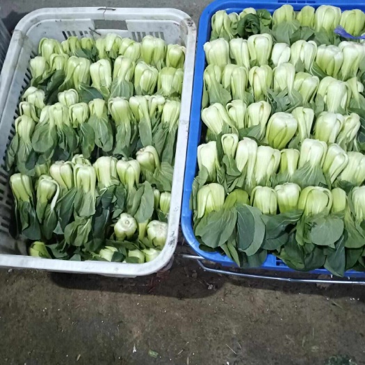 武汉批发上海圈亲仔矮脚奶白