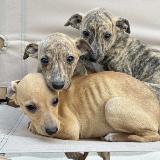 徐州灵缇犬