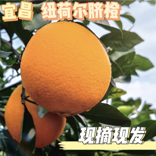 枝江市纽荷尔脐橙满满维C皮薄多汁软嫩无渣 当天采摘当天发货保证新鲜