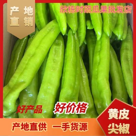 徐闻县黄皮尖椒、牛角椒、尖椒，大量供应，欢迎咨询！