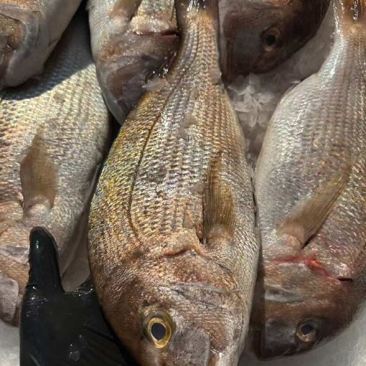 广州深海鱼真鲷