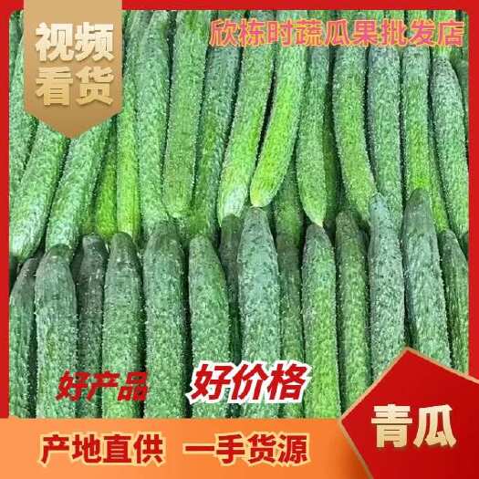 徐闻县【推荐】青瓜、粉瓜、黄瓜、粉刺瓜