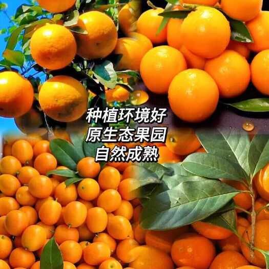 融安县广西融安金桔_滑皮（脆皮）脆蜜大量批发