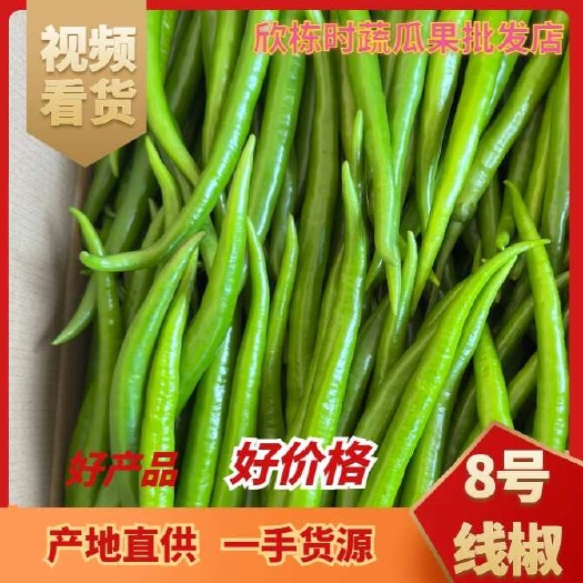 徐闻县8号线椒、鲜辣椒、线椒8号