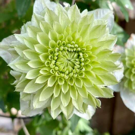 滑县铁线莲  小绿  f系品种  绿色重瓣花