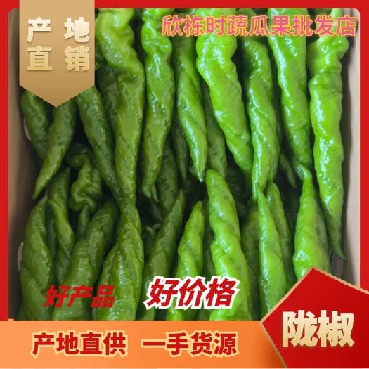 【推荐】陇椒、薄皮椒、全螺椒大量供应，质量保证，欢迎来电咨询