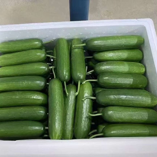 来宾大棚水果黄瓜