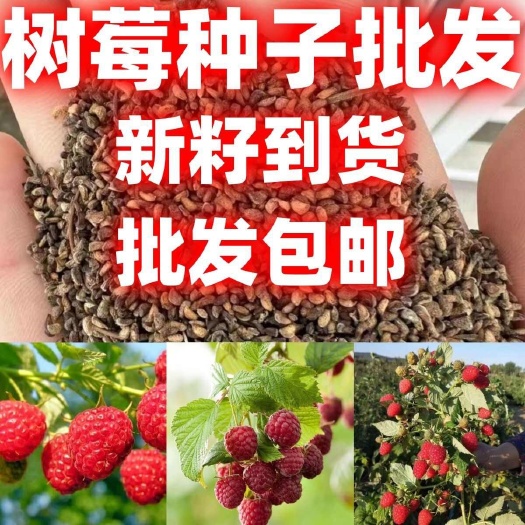 红树莓种子耐冬耐冻无籽奶香种子阳台盆栽花园乌泡子种籽水果种子