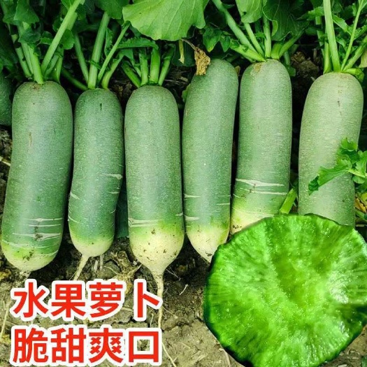 水果萝卜 冰激凌萝卜 冰糖心萝卜 产地直发 供多类市场