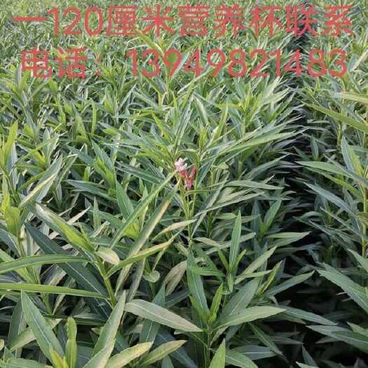 鄢陵县夹竹桃