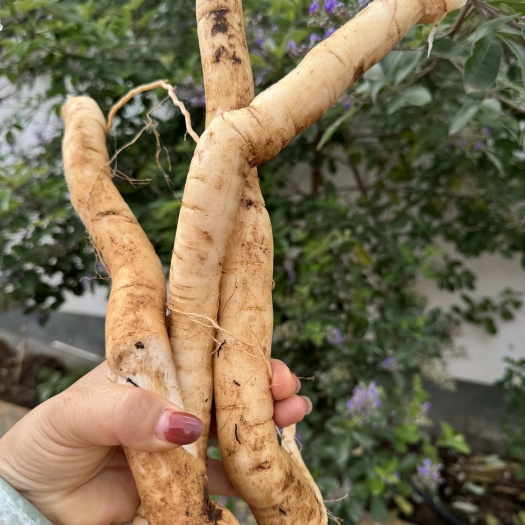 云县黄花倒水新鲜货