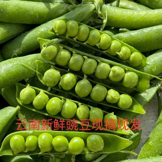 2024云南新鲜豌豆【今年新种】甜脆豌豆种子菜豌豆双花双夹耐