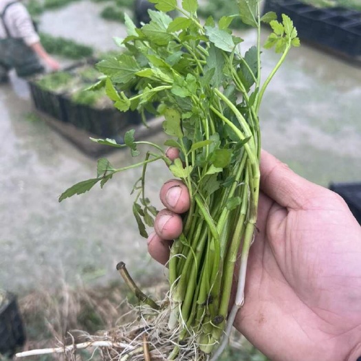 水芹菜新鲜野生水芹菜种子苗节节芹扬州白芹水芹菜苗特产