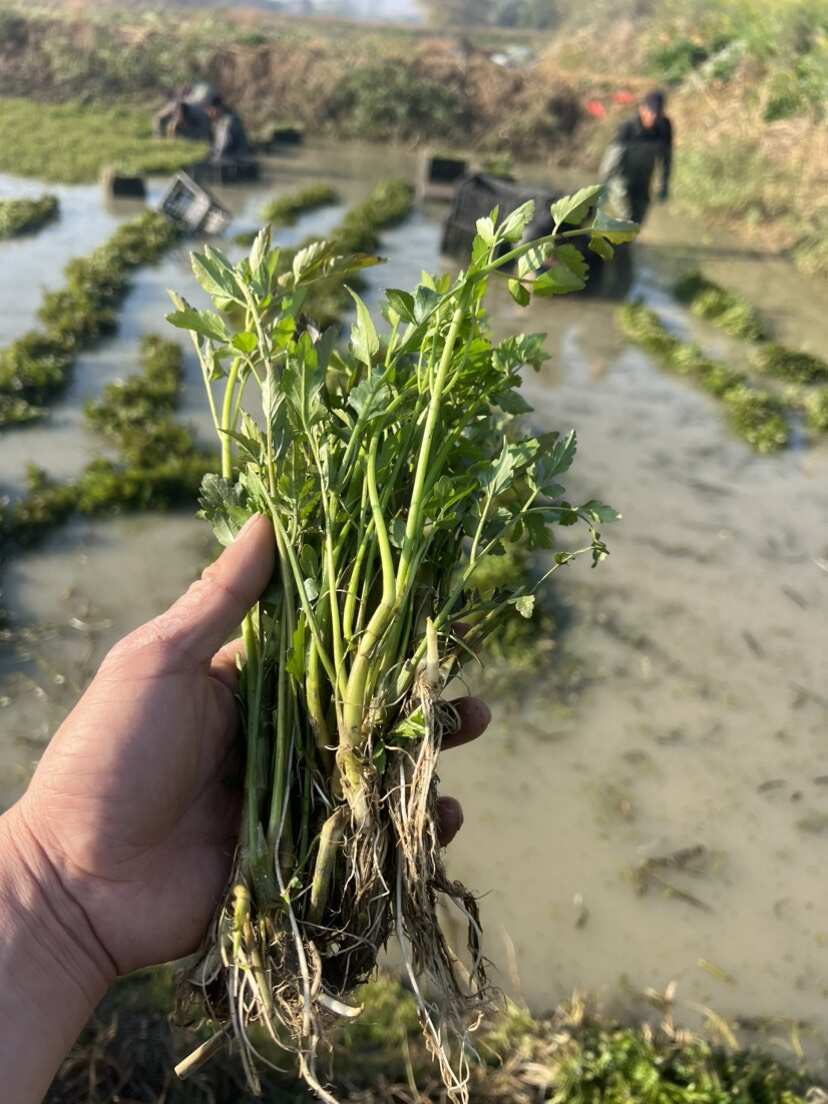 扬州白芹菜苗水芹菜新鲜野生水芹菜种子苗芹菜新鲜节节芹菜苗