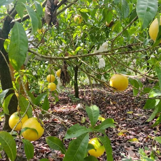 黄晶果
