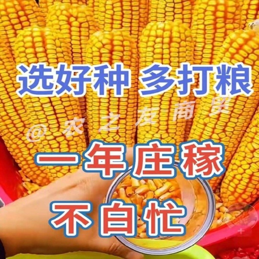 济南批发红轴大棒矮杆正品玉米种子鲁北67苞谷种抗病抗倒抗旱耐涝
