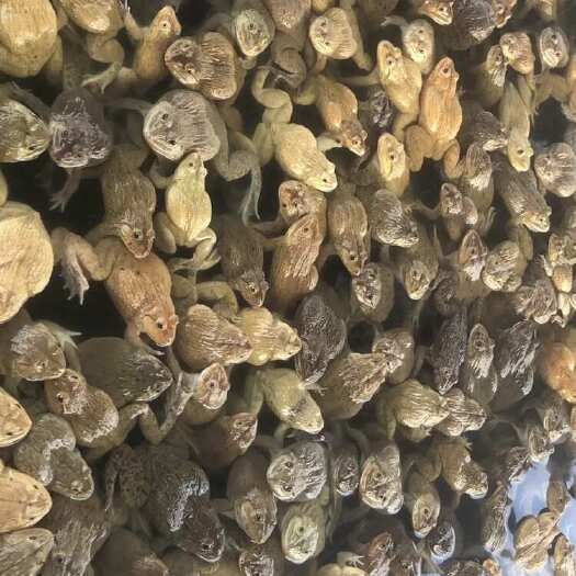 量大新老田鸡(泰蛙，青蛙)出嫁，欢迎各位朋友来电