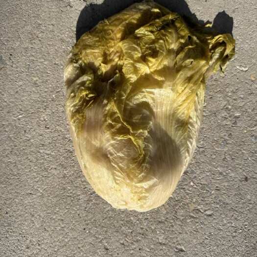 夏邑县大量出售腌白菜黄心大白菜，做辣白菜半成品