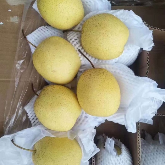 晋州市河北雪花梨，适合个，大档口，超市，加工厂，电商，全国代发