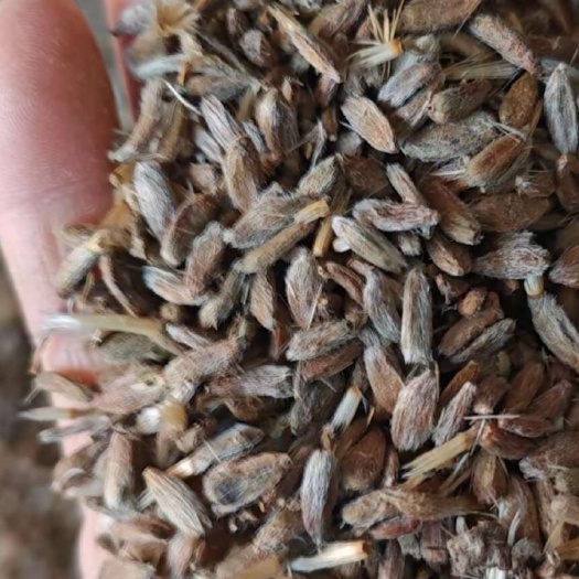 保定白术籽、新鲜白术