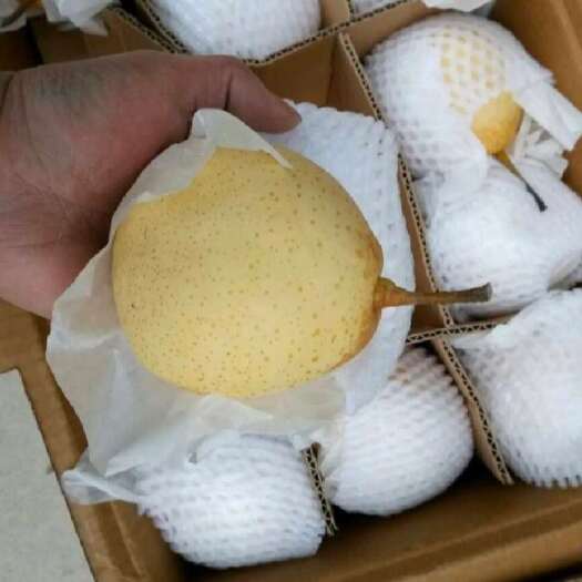 赵县河北鸭梨，个头个筐装，箱装，质量有保证，全国代发货，质量保证