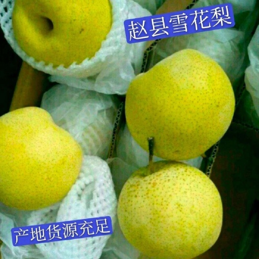 赵县雪花梨，产地一手货源，型号齐全，全国代发货，规格齐全