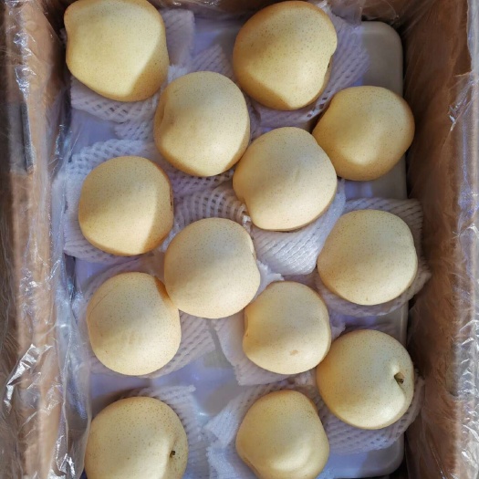 晋州市皇冠梨，一级果，二级果，常年货源充足，质量有保证，诚信第一位