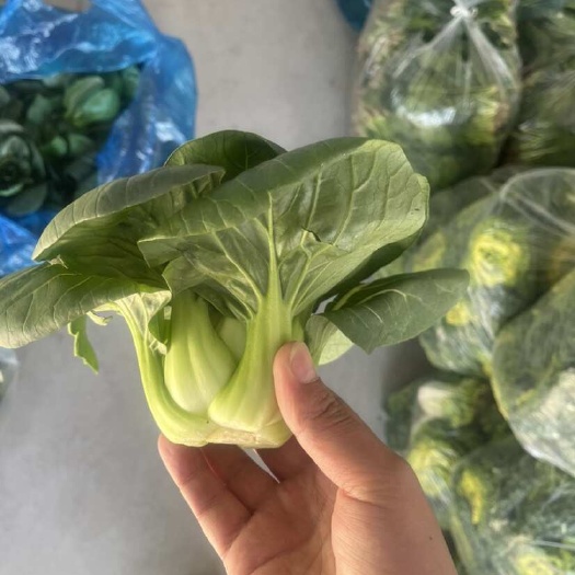 淮安苏州青，上海青，大量供应产地直发