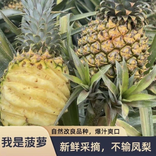 雷州市香水菠萝7分甜3分酸