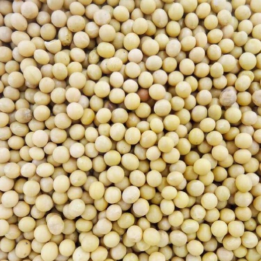 义乌市俄罗斯大豆非转基因3750元/吨