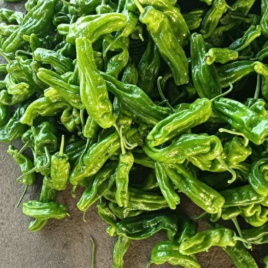淮安薄皮青椒
