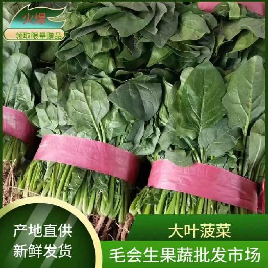 滑县精品菠菜
