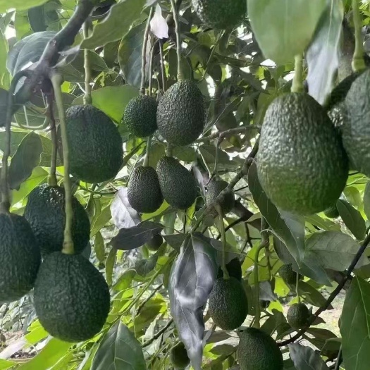 孟连县哈斯牛油果