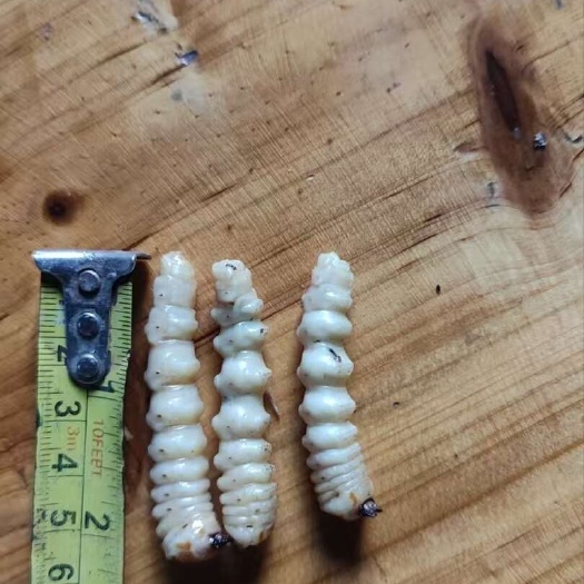 斗米虫 产自桂西崇山峻岭富硒带，天然自生繁衍，我们只是搬运工