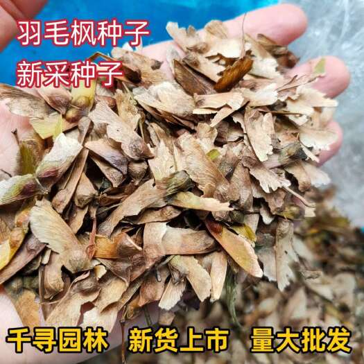 新采羽毛枫种子 枫树种子 风景树种子 红枫种子