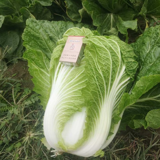 西安白菜