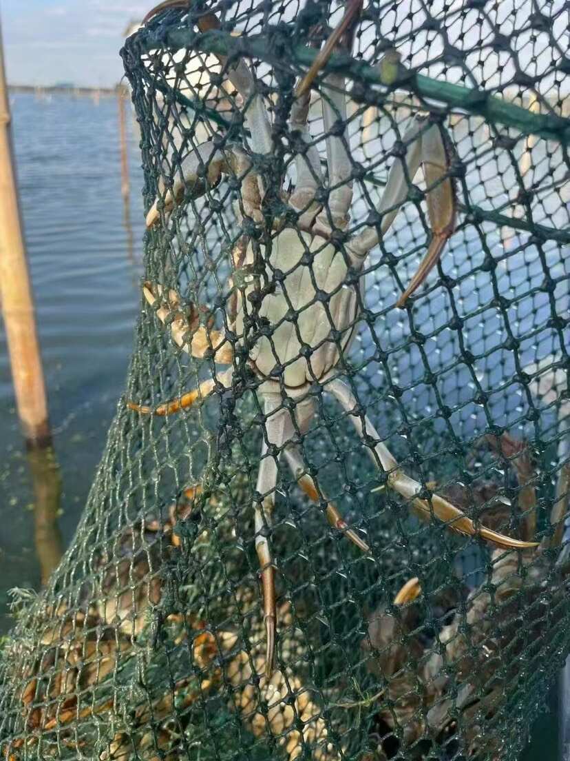 阳澄湖镇大闸蟹新鲜现捞快速发货