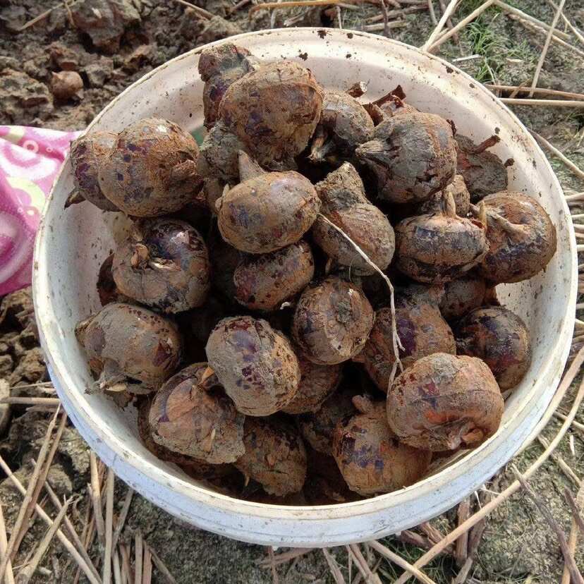 广西荔浦马蹄一件代发！脆甜化渣，现挖现发，电商代发，团购批发