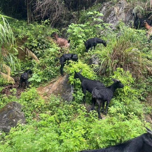 英德市英德天然黑山羊：肉质纯正鲜嫩，源自山水间，滋补佳肴待君尝～