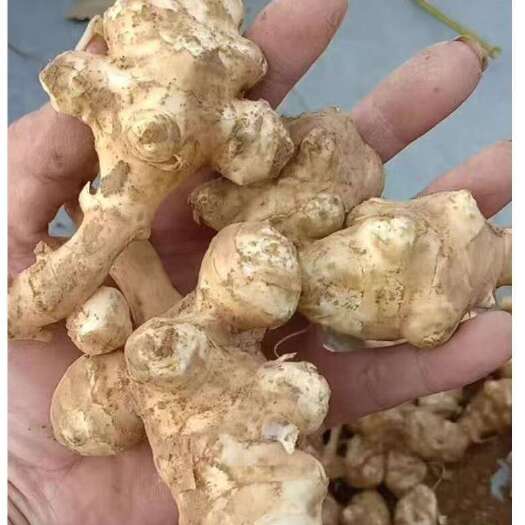 鸡泽县白洋姜！河北正宗白洋姜！！