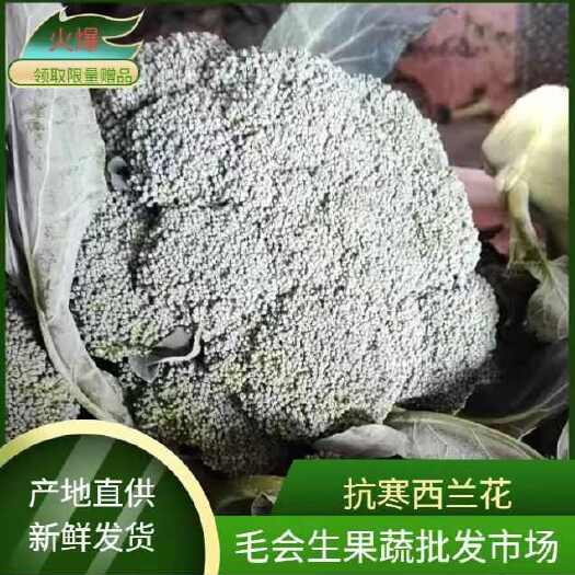 河南安阳滑县直供 新鲜圣绿西兰花 现摘现发