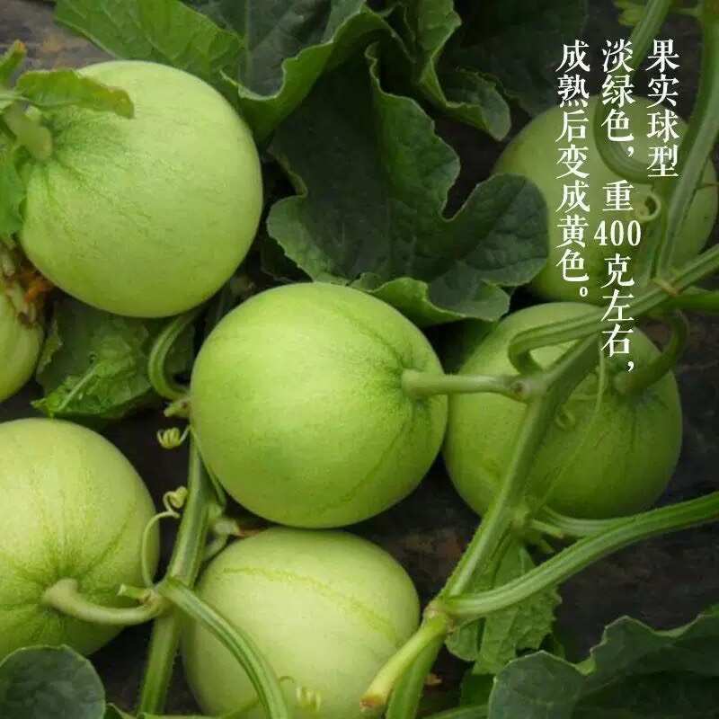 香甜王子甜瓜种子老品种水果甜瓜籽大田种植蔬菜种子甜瓜种籽