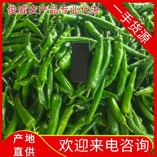 青皮尖椒，羊角椒，青尖椒、品质保证，质优价廉，全国供应