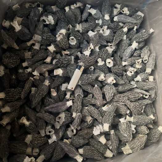 舒城县大七妹 老品种 喜欢的客户来谈