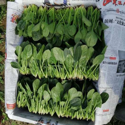新泰市山东泰安新鲜大叶菠菜 绿色健康直供全国