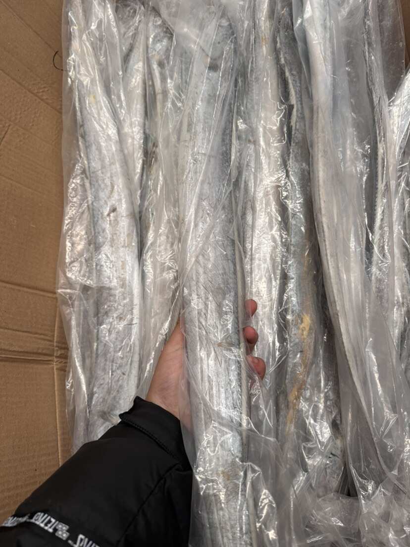 威海荣成新鲜刀鱼 500g/700g份 产地直发 水产精品